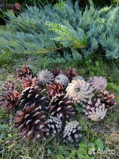 Шишки сосновые