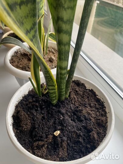 Сансевиерия высокая