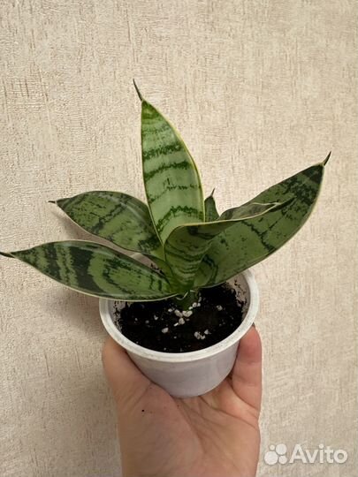 Сансевиерия