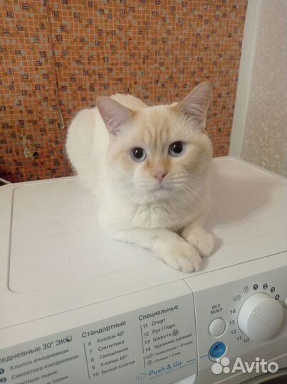Котята отдам даром