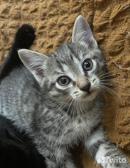 Кошечка