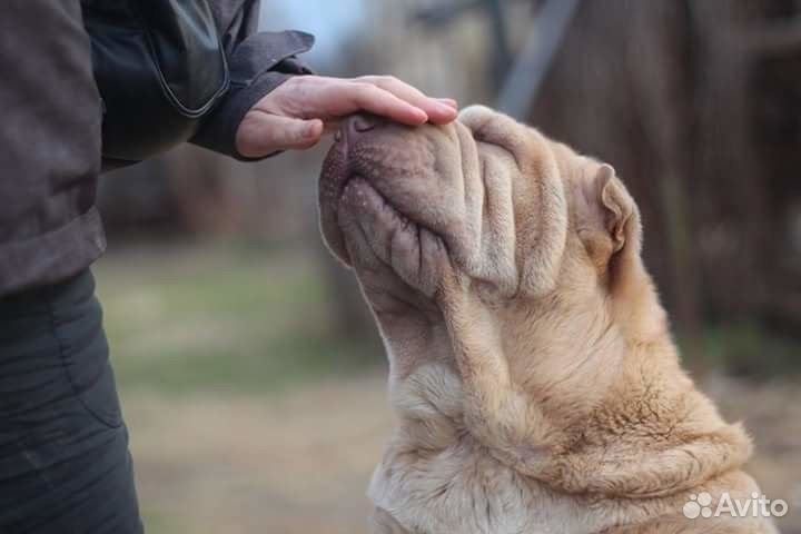 Достойная передержка для собак и кошек круглый год