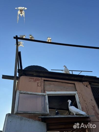 Голуби пермские гривуны