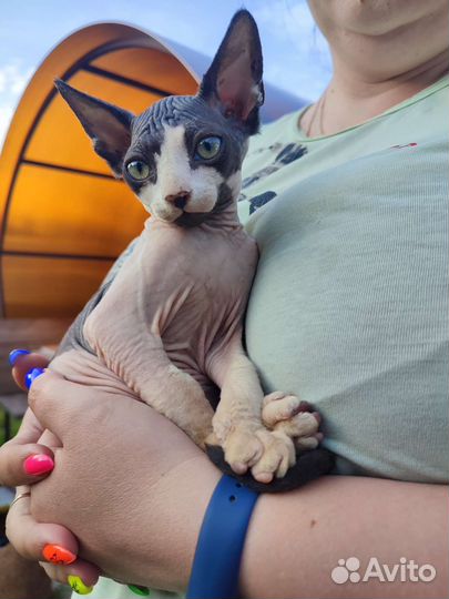 Канадский сфинкс котенок