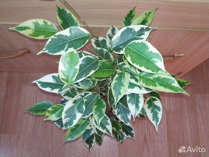 Фикус Голден кинг