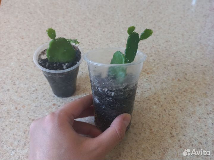 Карликовый кактус