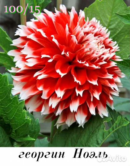 Георгины сортовые клубни