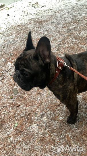 Ищем невесту ) французский бульдог, вязка