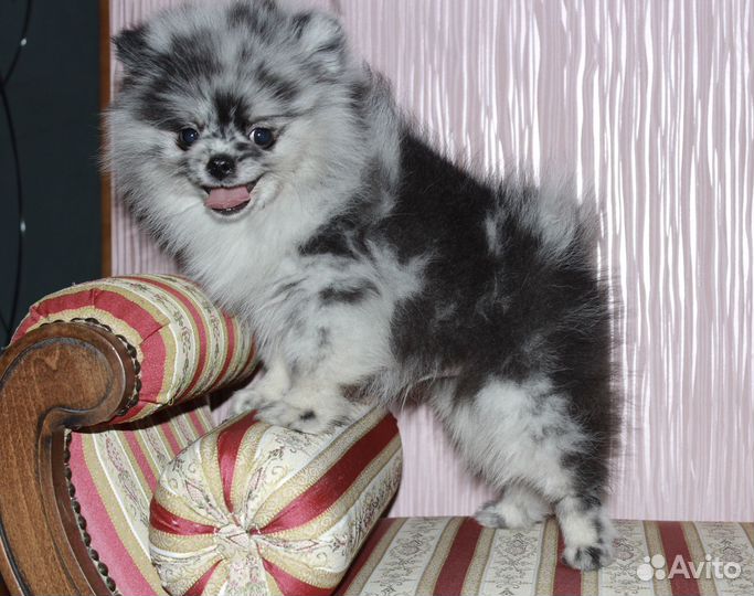 Шпиц мальчик