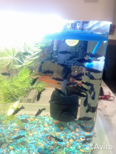 Молинезии черные