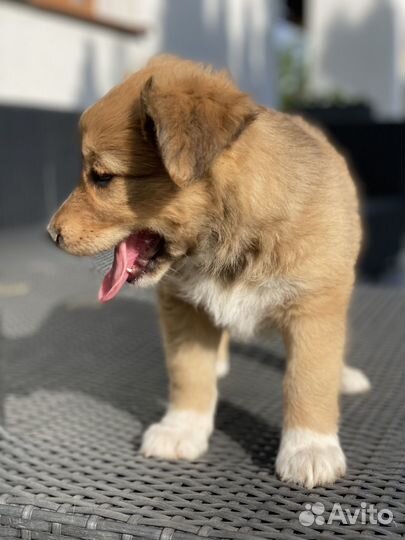 Щенки бесплатно в добрые руки