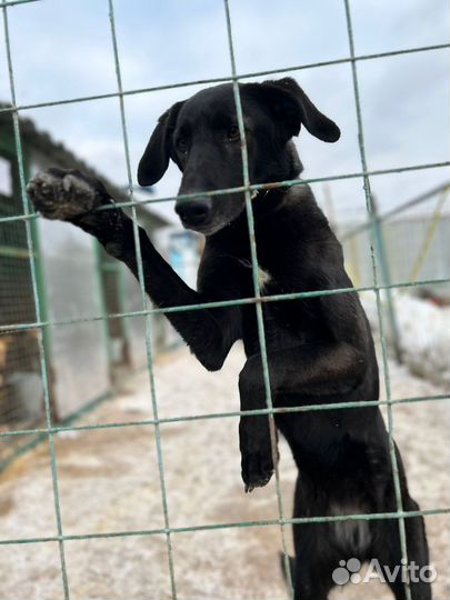 Собака в добрые руки отдам бесплатно