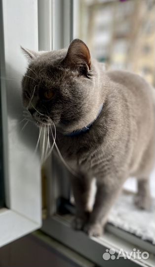 Британская кошка вязка