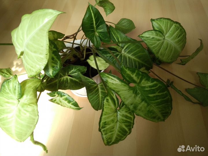 Сингониум, Сциндапсус