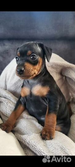 Щенки цвергпинчера мини