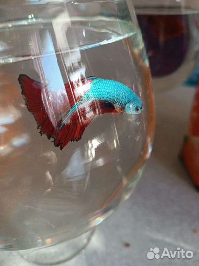 Рыбка-петушок