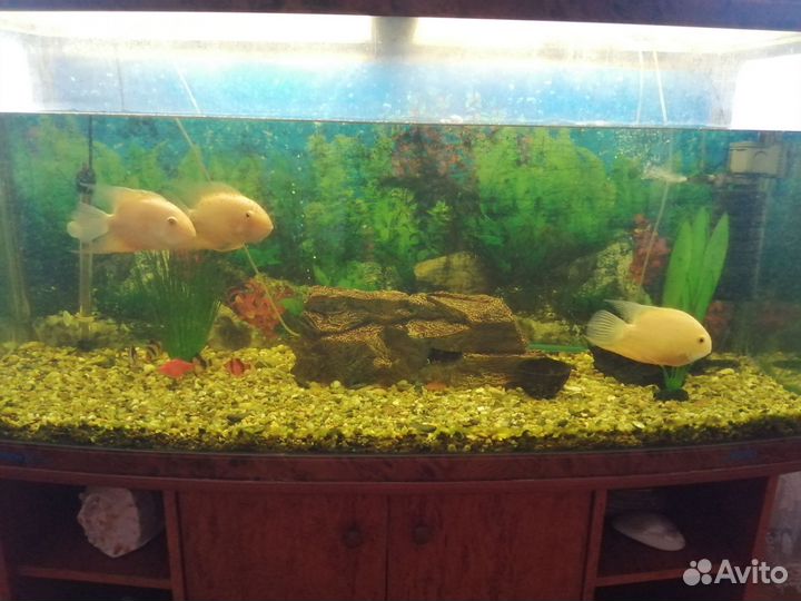 Аквариум с рыбками и оборудованием