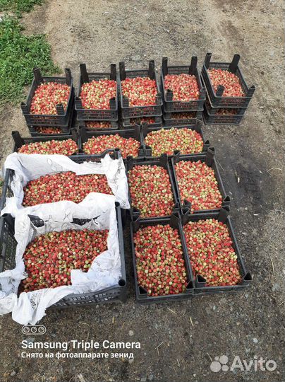 Лесная ягода