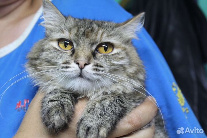 Кошечка Леся