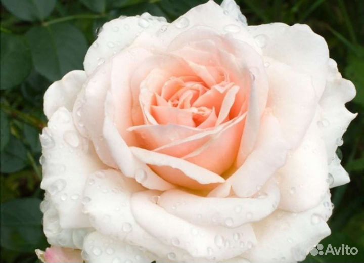 Саженцы плетистых роз Пенни Лейн осень 2023г