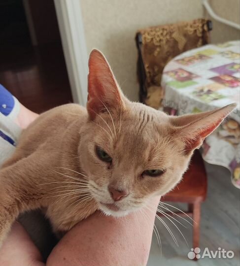 Котик ищет дом