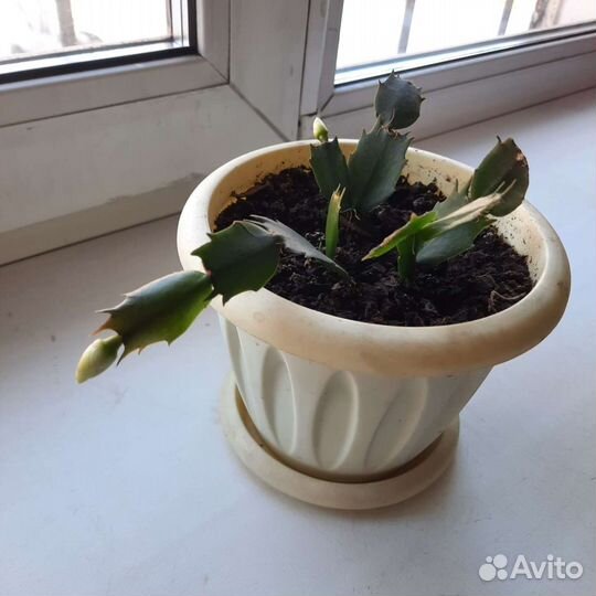 Юкка, декабрист