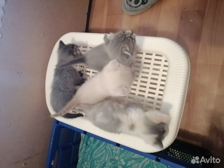 Отдам котят