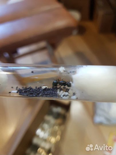 Муравьиные фермы