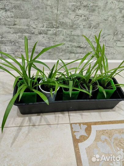 Комнатные цветы