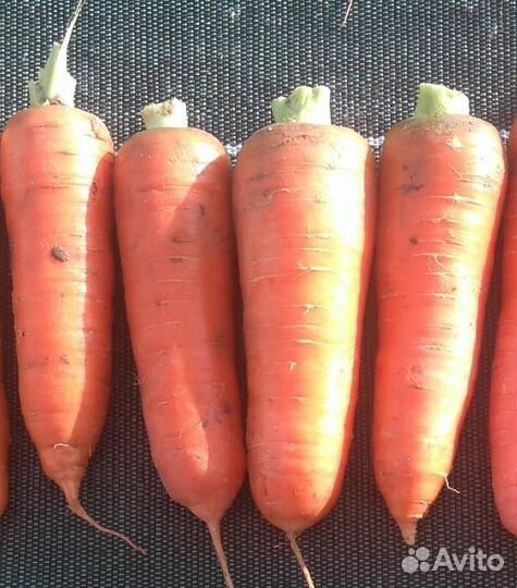 Семена Моркови 