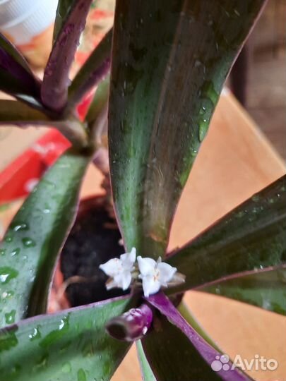 Традисканция рэо