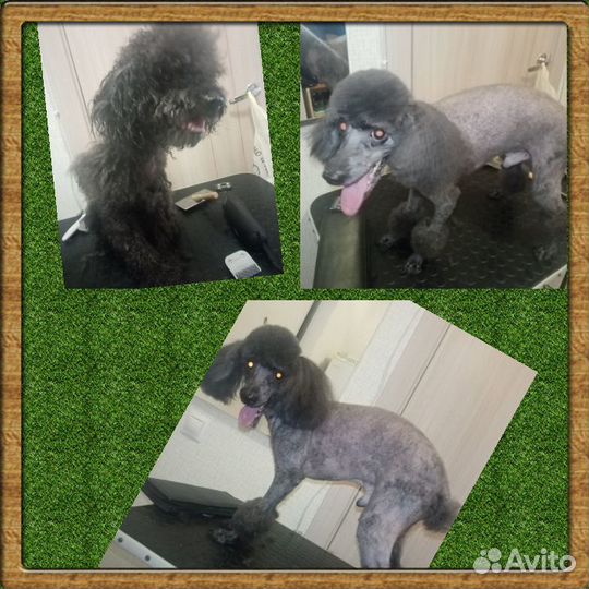 Стрижка кошек