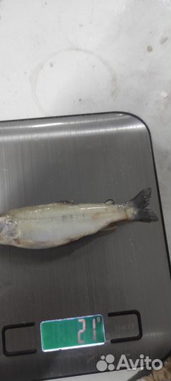 Малек форели