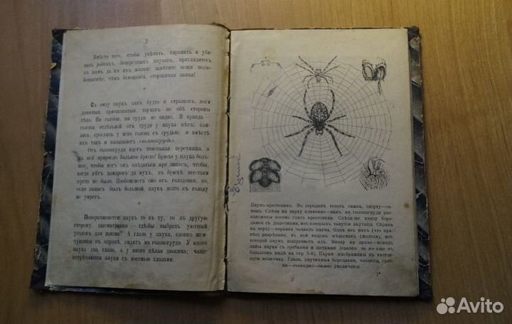 Книга про пауков паук до 1917 год