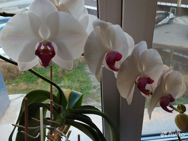 Орхидея, Аихризон дерево любви
