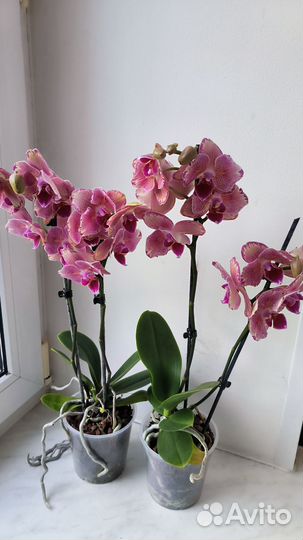 Орхидея фаленопсис бабочка Pirate Picotee