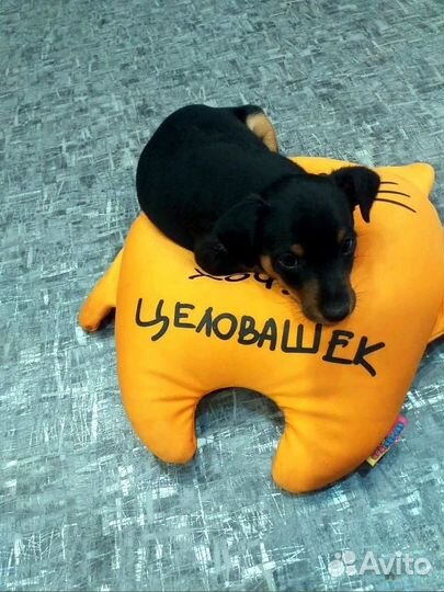 Продаются щенки породы Цвергпинчер (Минидоберман)