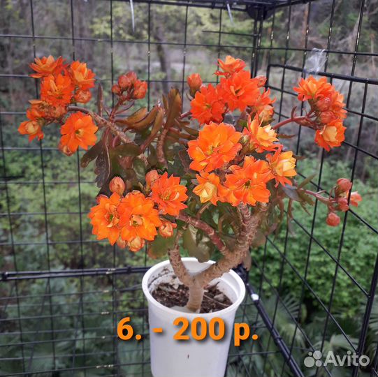 Каланхоэ Каландива