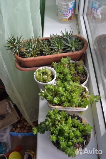Хавортии обтуза,жемчужная, гастерии, седум Бурито