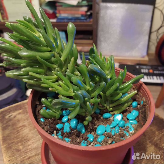 Цветы комнатные