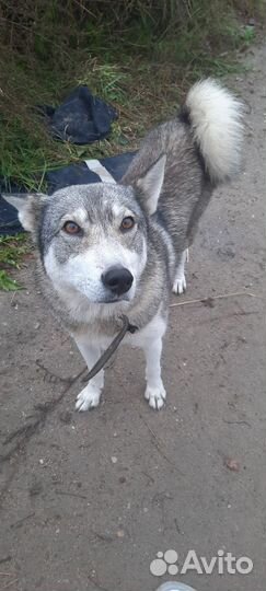 Лайка в добрые руки