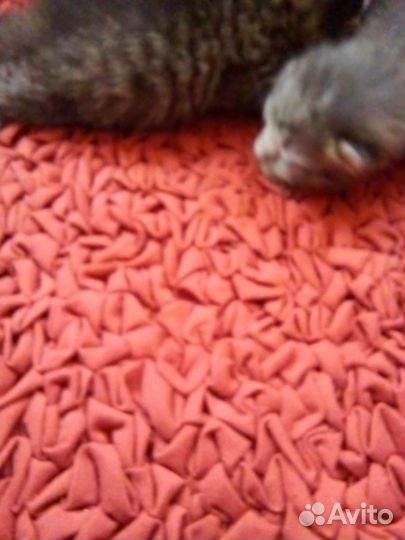 Котенок девочка бесплатно