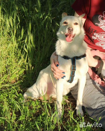 Собачка ищет дом