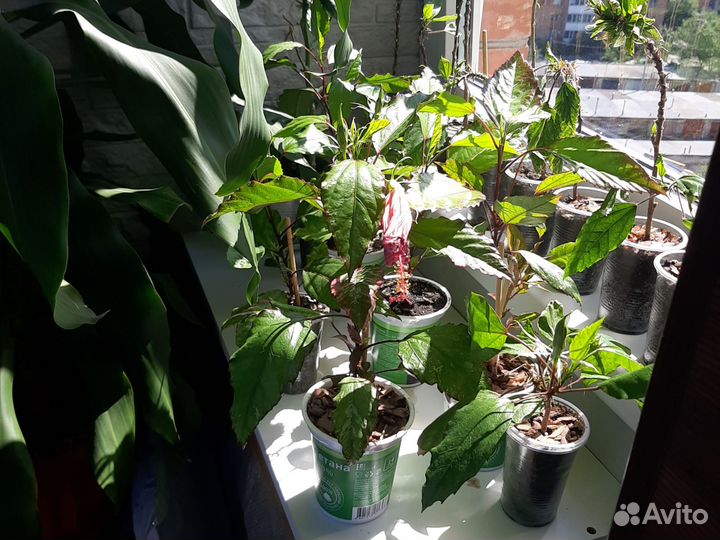 Гибискус Куппера