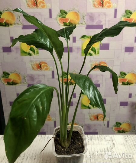 Спатифиллум(женское счастье)королевский