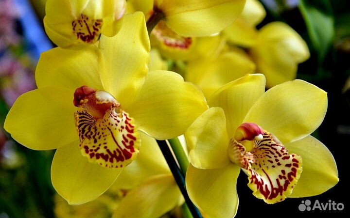 Продам разные орхидеи