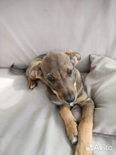 Щенок в добрые руки