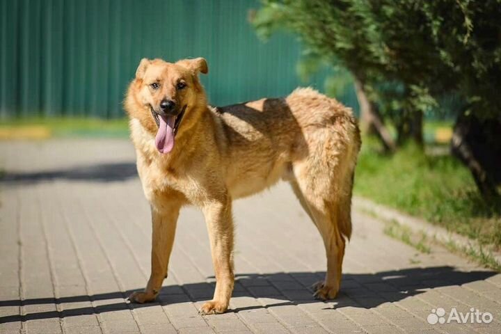 Пес, которого никто не замечает