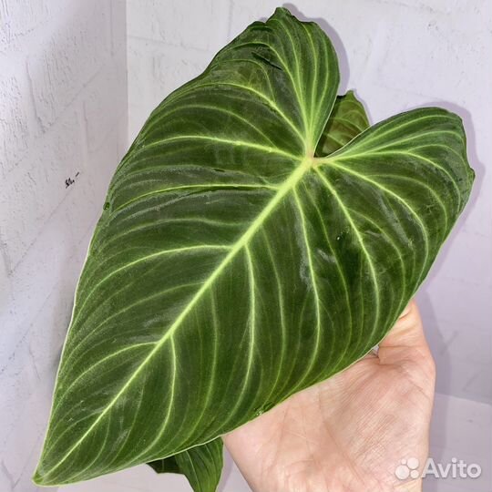 Филодендрон сплендид