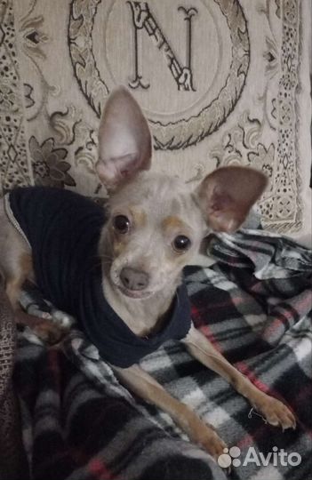 Той терьер, вязка